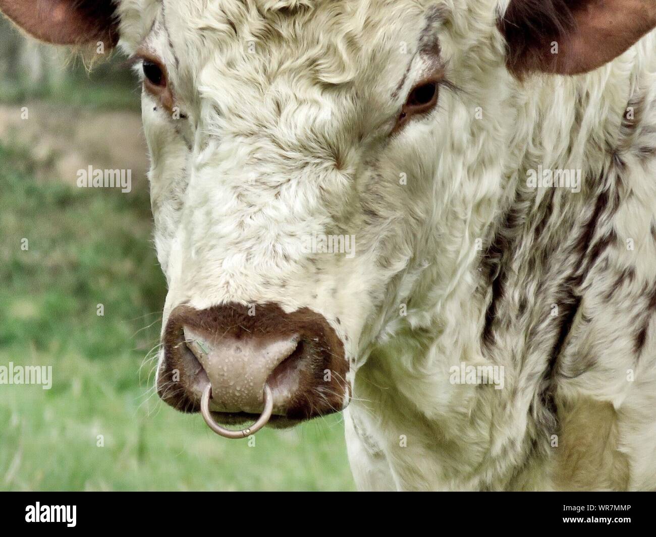 Close-up di mucca con anello nel naso Foto stock - Alamy