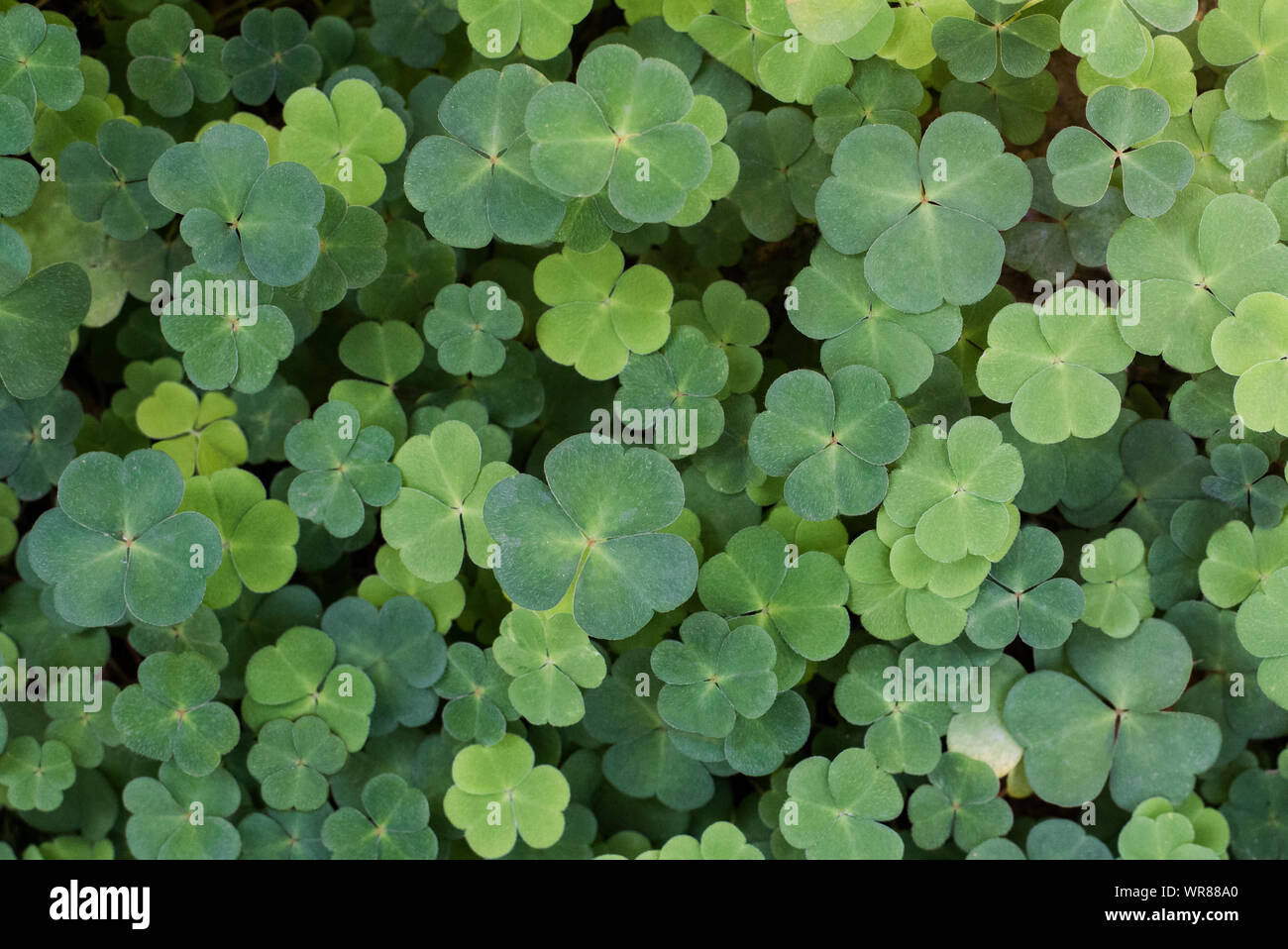Dettagli di un archivio di trifoglio verde. Foto Stock
