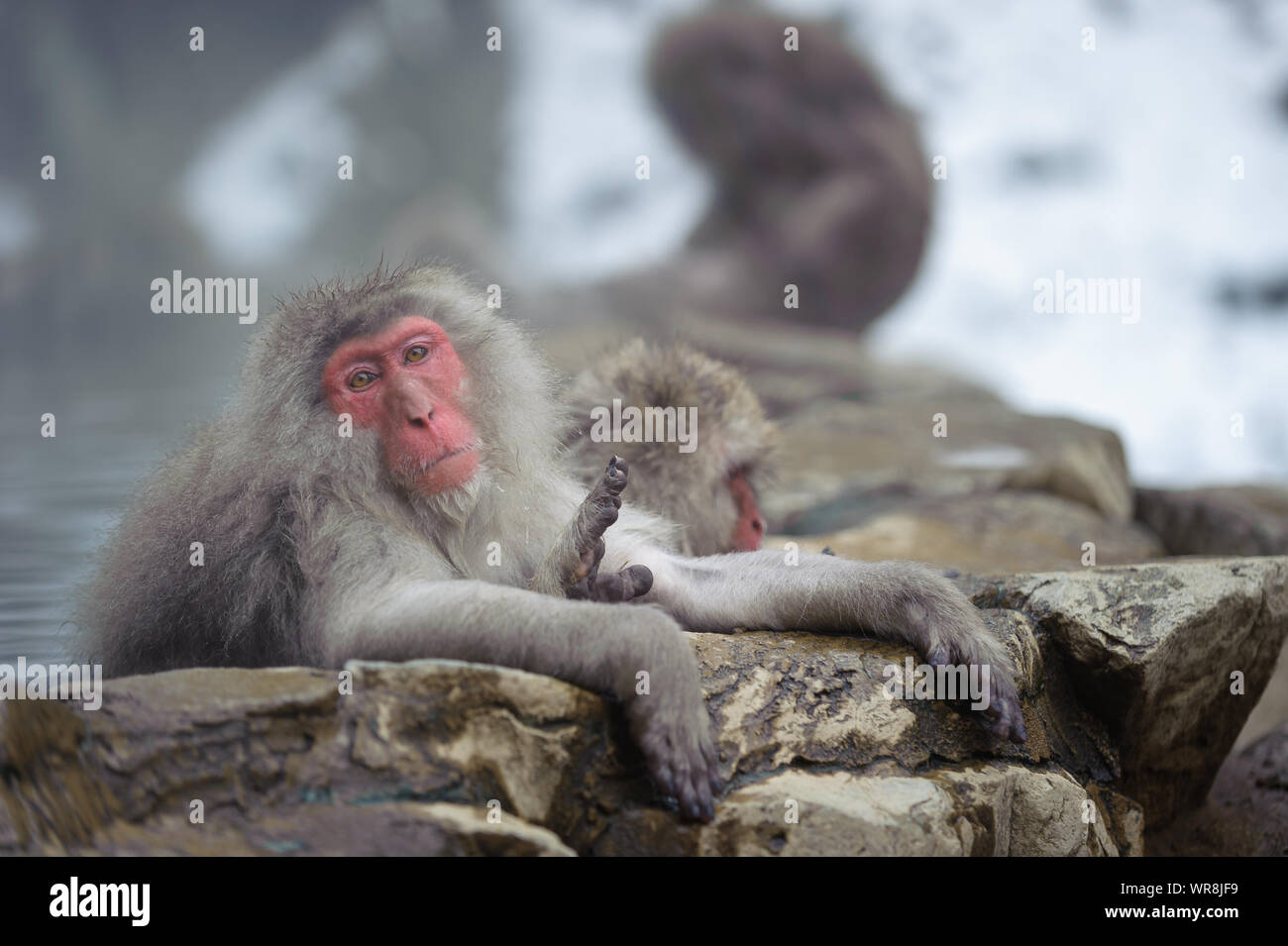 Macaque giapponese troupe socializzare secondo rango nel nebbioso, sorgenti termali nelle montagne intorno a Yudanaka. Foto Stock
