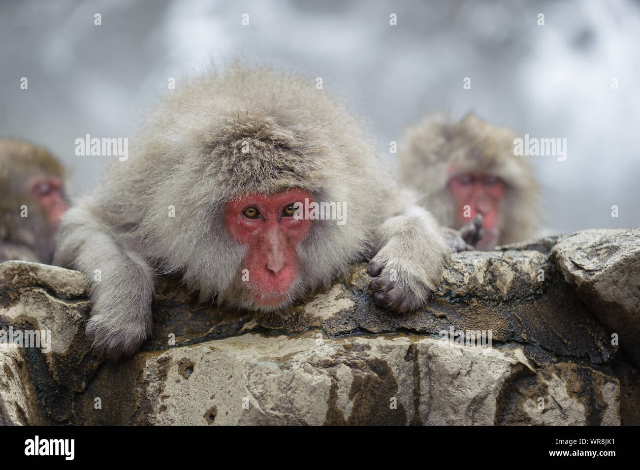 Macaque giapponese troupe socializzare secondo rango nel nebbioso, sorgenti termali nelle montagne intorno a Yudanaka. Foto Stock