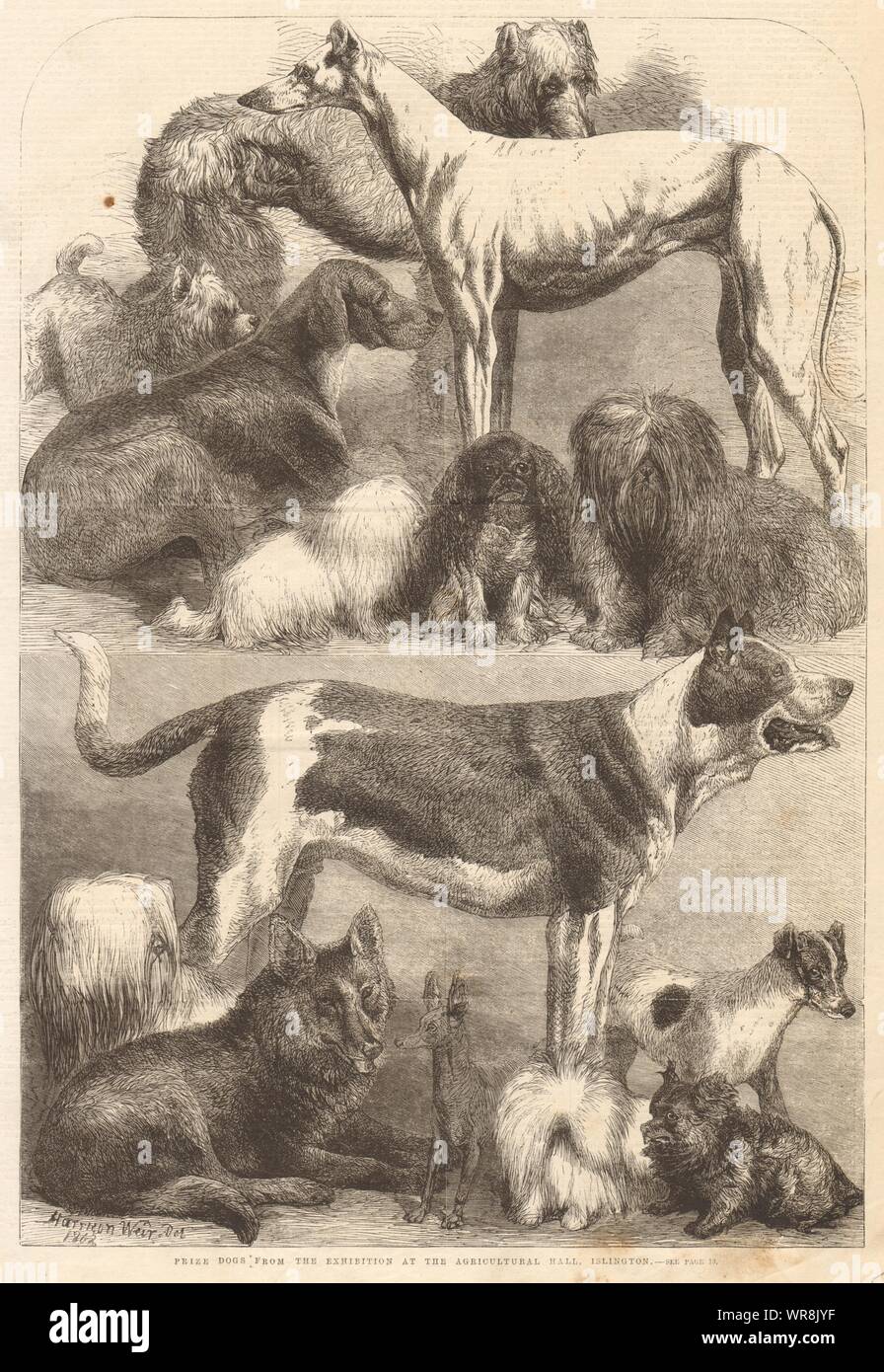 Premio cani dalla mostra presso la sala agricoli, Islington. Londra 1862 Foto Stock