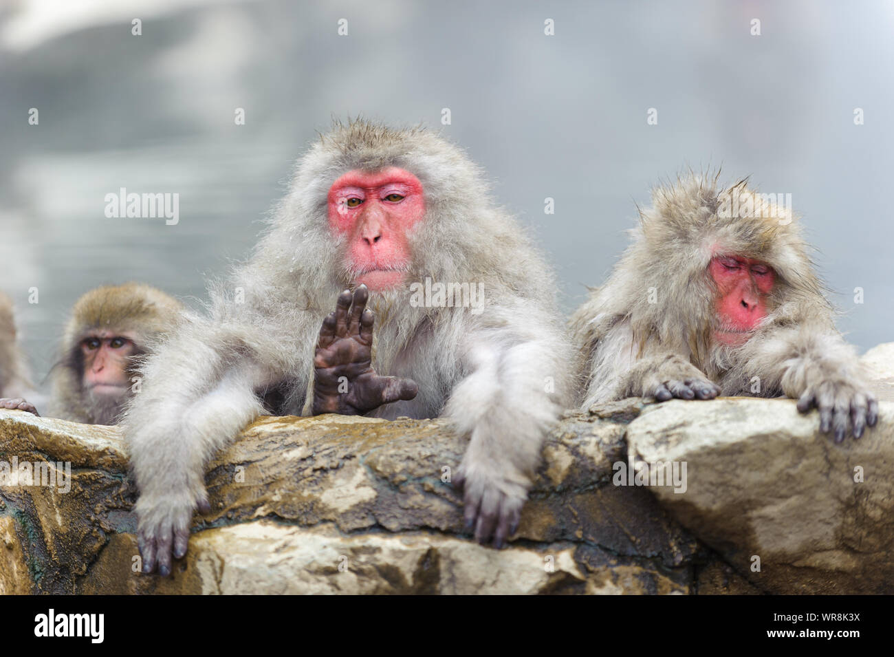 Macaque giapponese troupe socializzare secondo rango nel nebbioso, sorgenti termali nelle montagne intorno a Yudanaka. Foto Stock