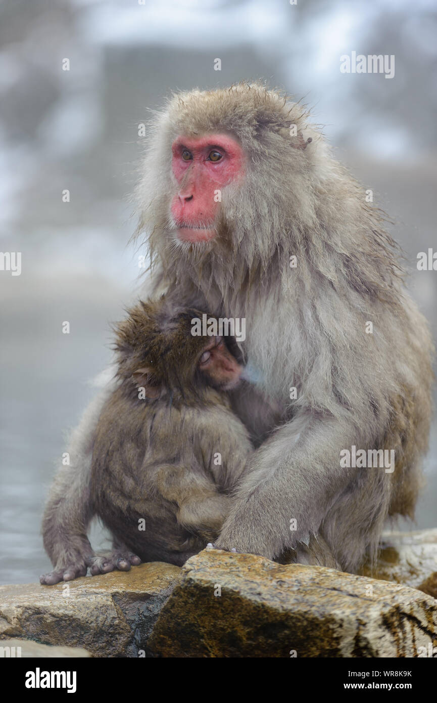 Macaque giapponese troupe socializzare secondo rango nel nebbioso, sorgenti termali nelle montagne intorno a Yudanaka. Foto Stock