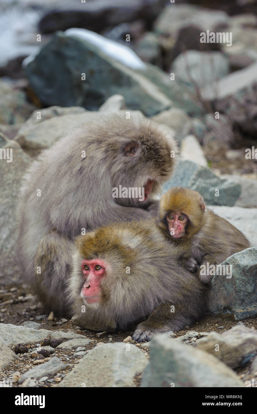 Macaque giapponese troupe socializzare secondo rango nel nebbioso, sorgenti termali nelle montagne intorno a Yudanaka. Foto Stock