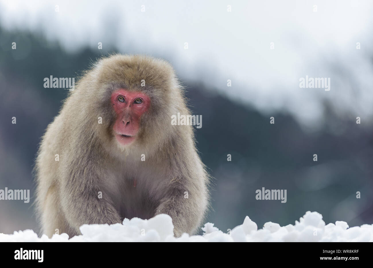 Socialmente macaco segregata Foto Stock