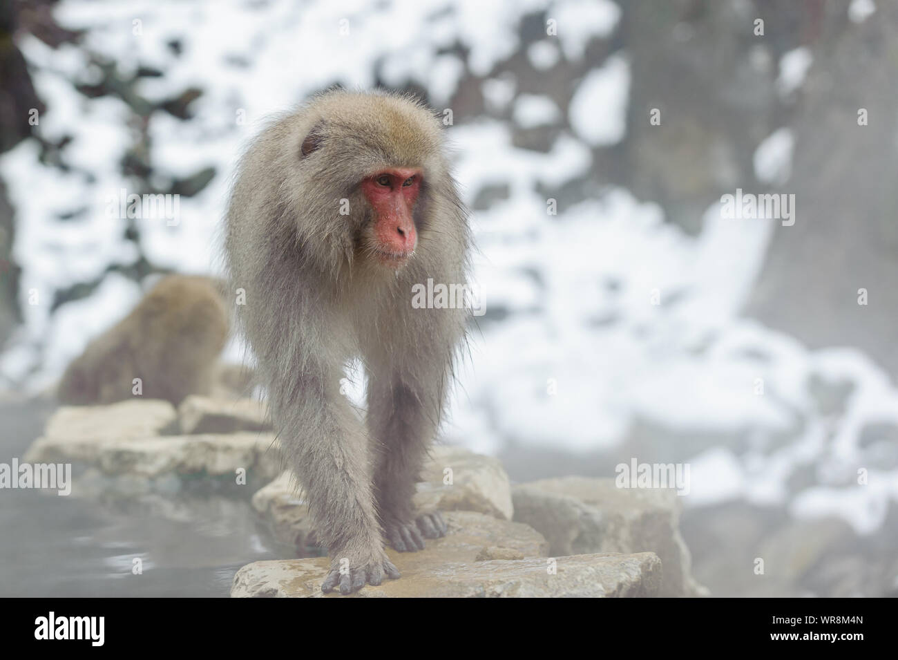 Macaque giapponese troupe socializzare secondo rango nel nebbioso, sorgenti termali nelle montagne intorno a Yudanaka. Foto Stock