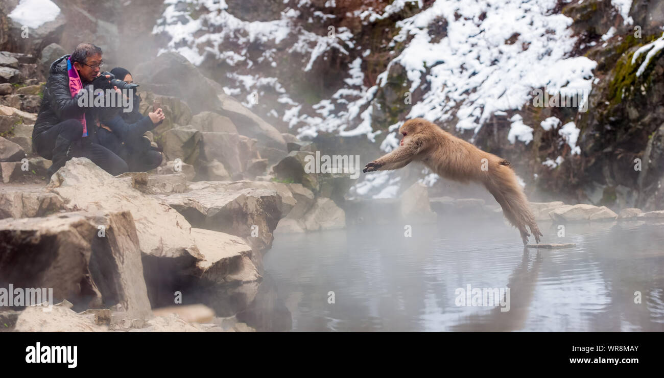 Turisti invernali nella valle del fiume Yokoyu in Giappone, Thermal Springs fotografando un macaco in un salto a metà volo su una sporgenza di roccia. Foto Stock