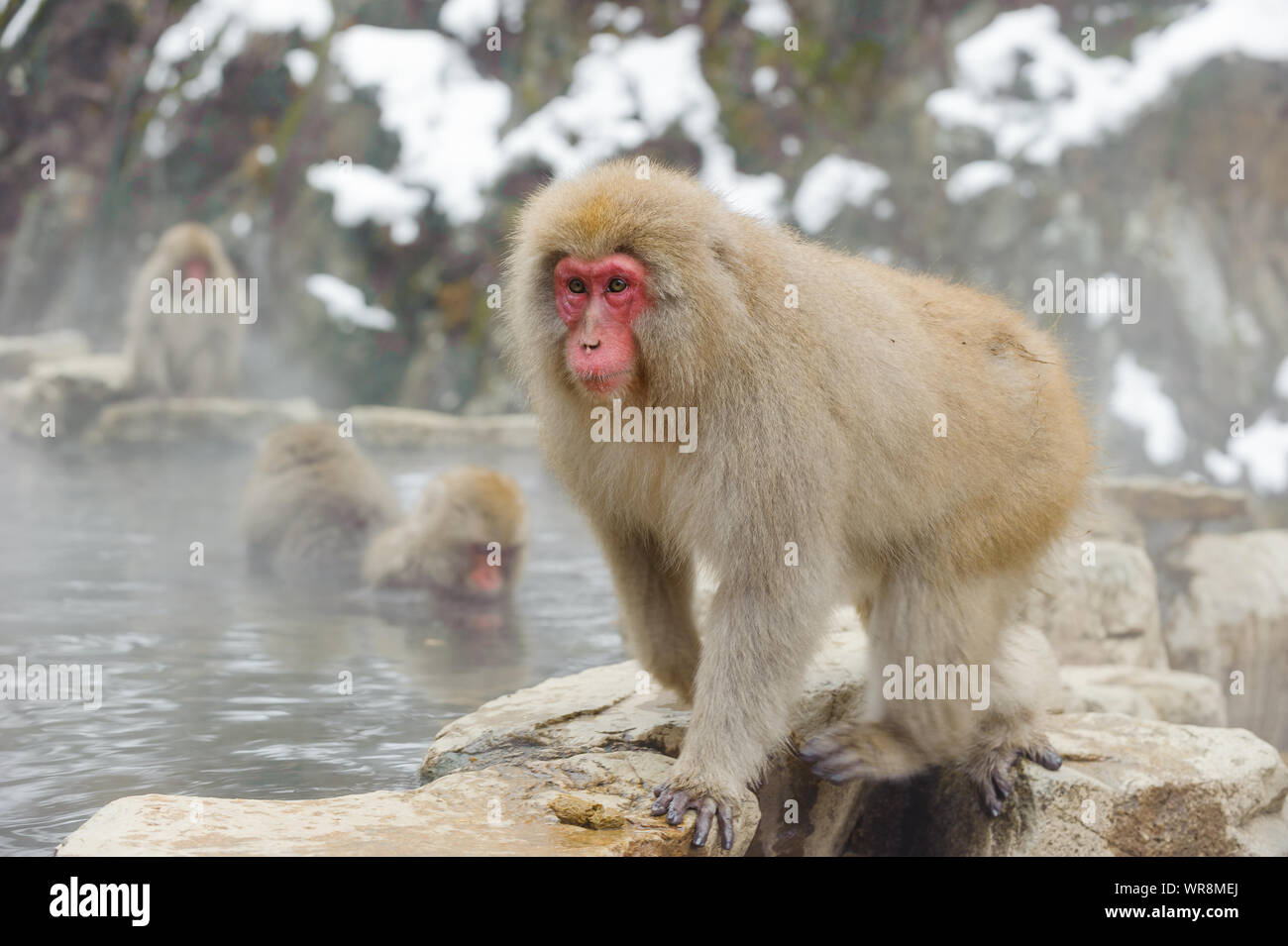 Macaque giapponese troupe socializzare secondo rango nel nebbioso, sorgenti termali nelle montagne intorno a Yudanaka. Foto Stock