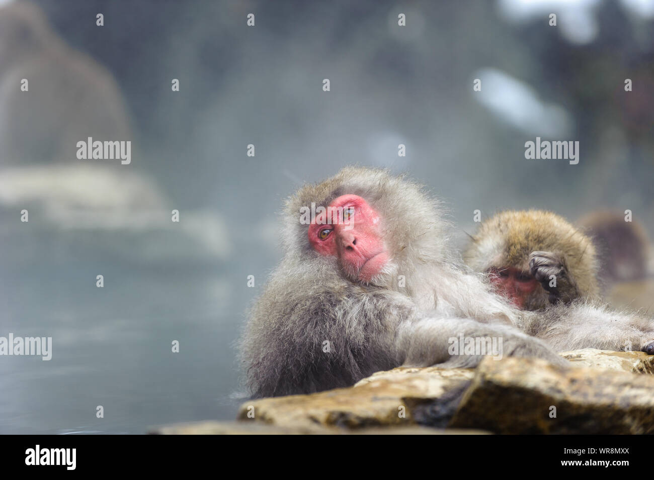 Macaque giapponese troupe socializzare secondo rango nel nebbioso, sorgenti termali nelle montagne intorno a Yudanaka. Foto Stock