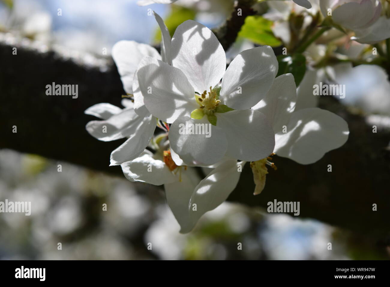 Apple Blossom in diretta sunligt illuminare i suoi petali. Foto Stock