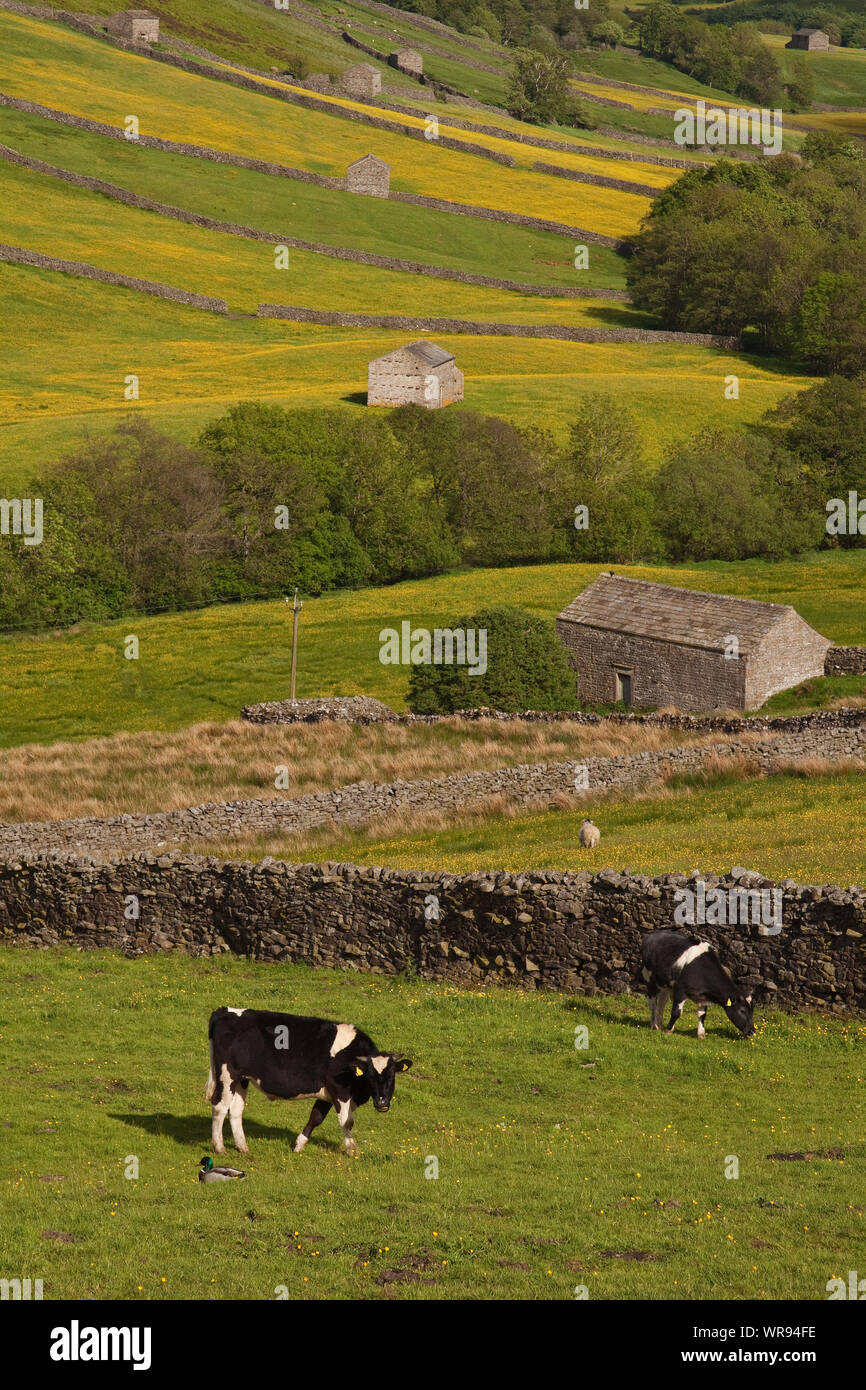 Thwaite Swaledale fieno dei prati con fienili di campo Foto Stock