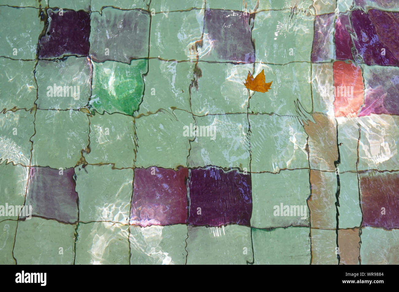 Foglie galleggianti su pool di superficie di acqua Foto Stock