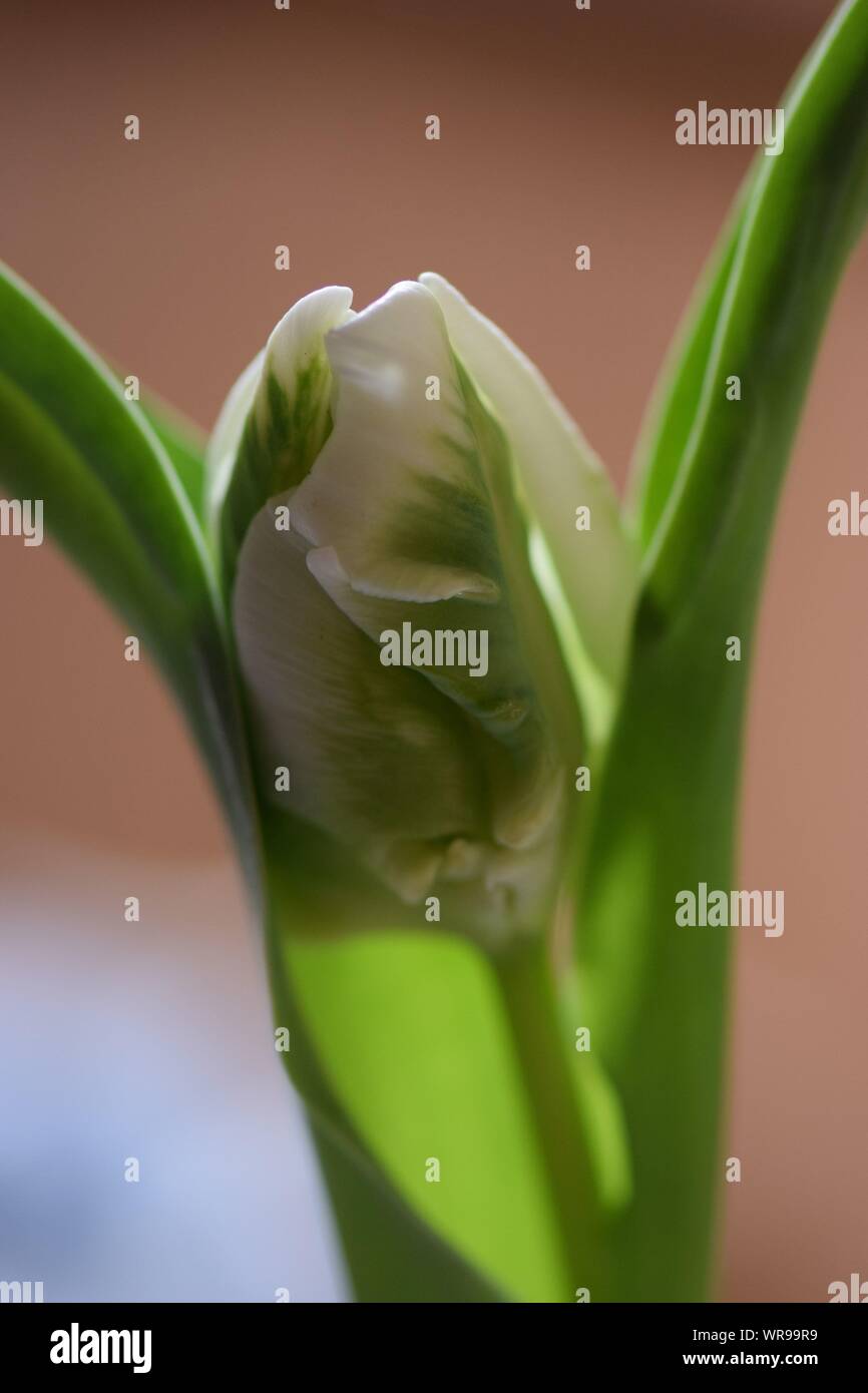 Primo piano di un germogliare il bianco e il verde tulip in una tabella di Pasqua impostazione. Foto Stock