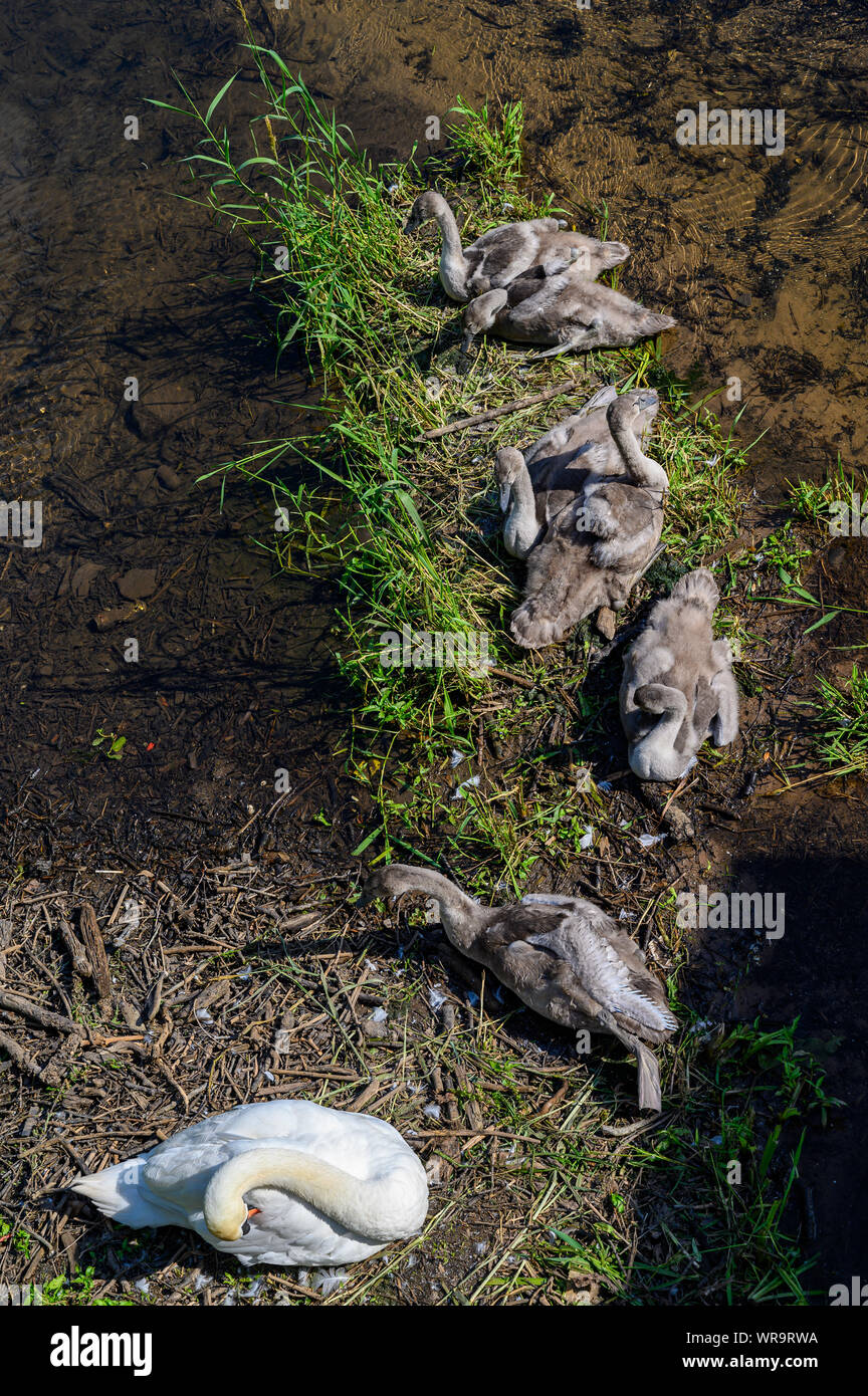 Shugborough Hall, Staffordshire, nelle mani del National Trust Foto Stock