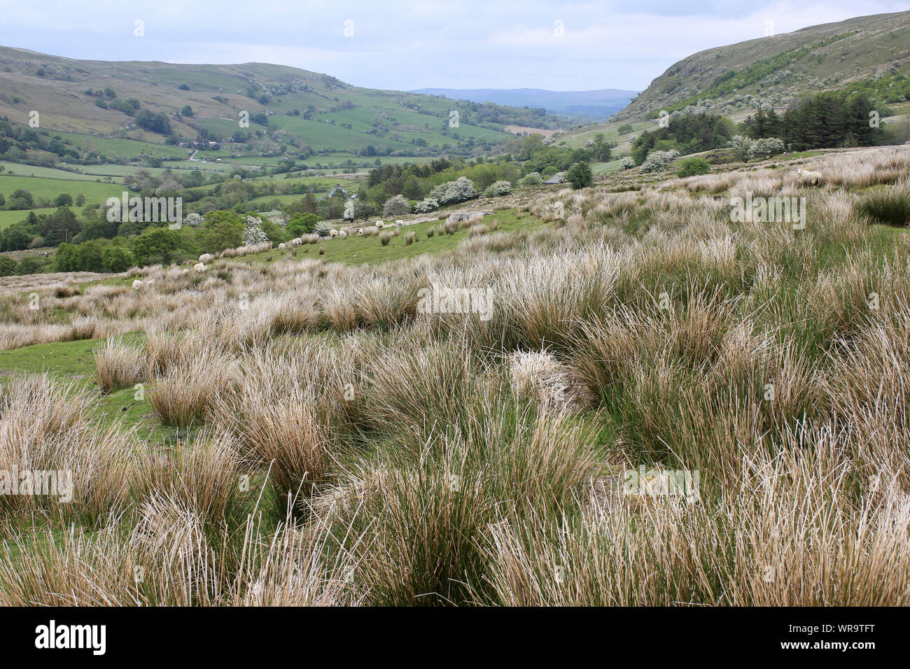 Pascolo ruvida brughiera, Migneint Mori, nr Ysbyty Ifan, Snowdonia, a nord-ovest del Galles Foto Stock