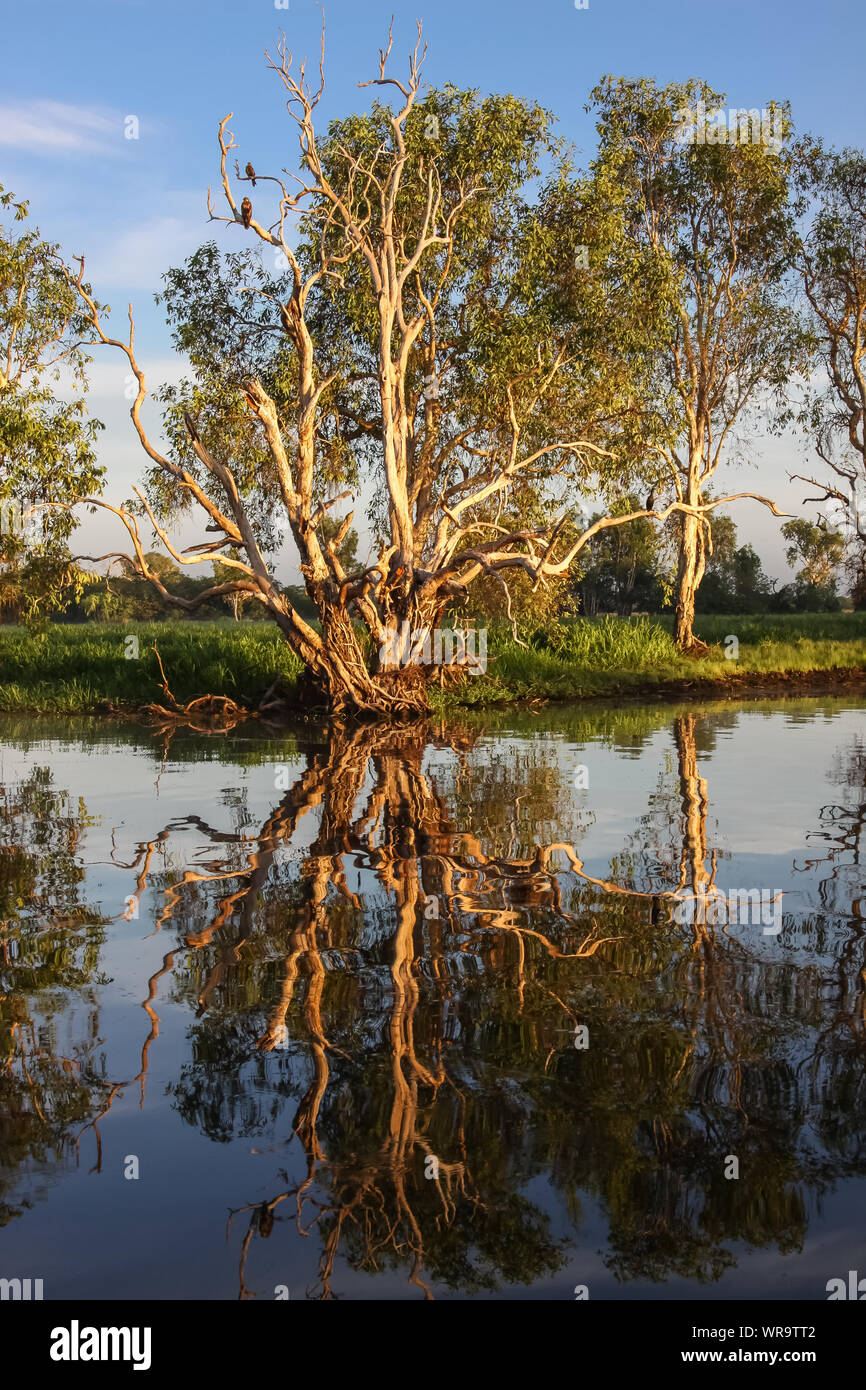 Atmosfera mattutina con alberi di Paperbark riflettente nel vitreo billabong, acqua gialla, Kakadu National Park, Australia Foto Stock