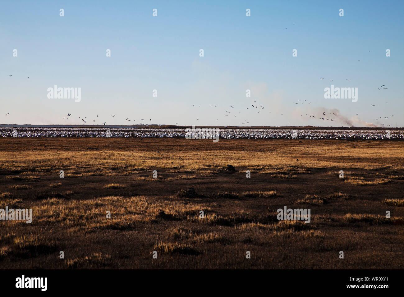 Combustione controllata di prairie gassland di incoraggiare una nuova crescita, pascolare le oche delle nevi Chen caerulescens in primo piano, Anahuac National Wildlife Refu Foto Stock