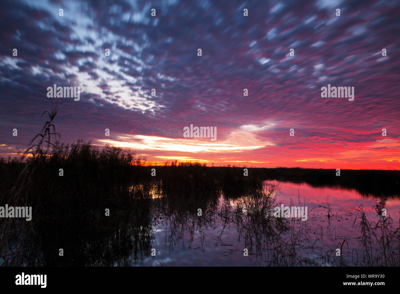 Sunrise over mestolone stagno, Anahuac Riserva Naturale Nazionale, Texas, USA, dicembre 2017 Foto Stock