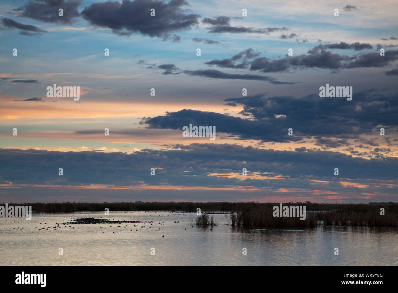 La mattina presto luce su mestolone stagno, Anahuac Riserva Naturale Nazionale, Texas, USA, dicembre 2017 Foto Stock
