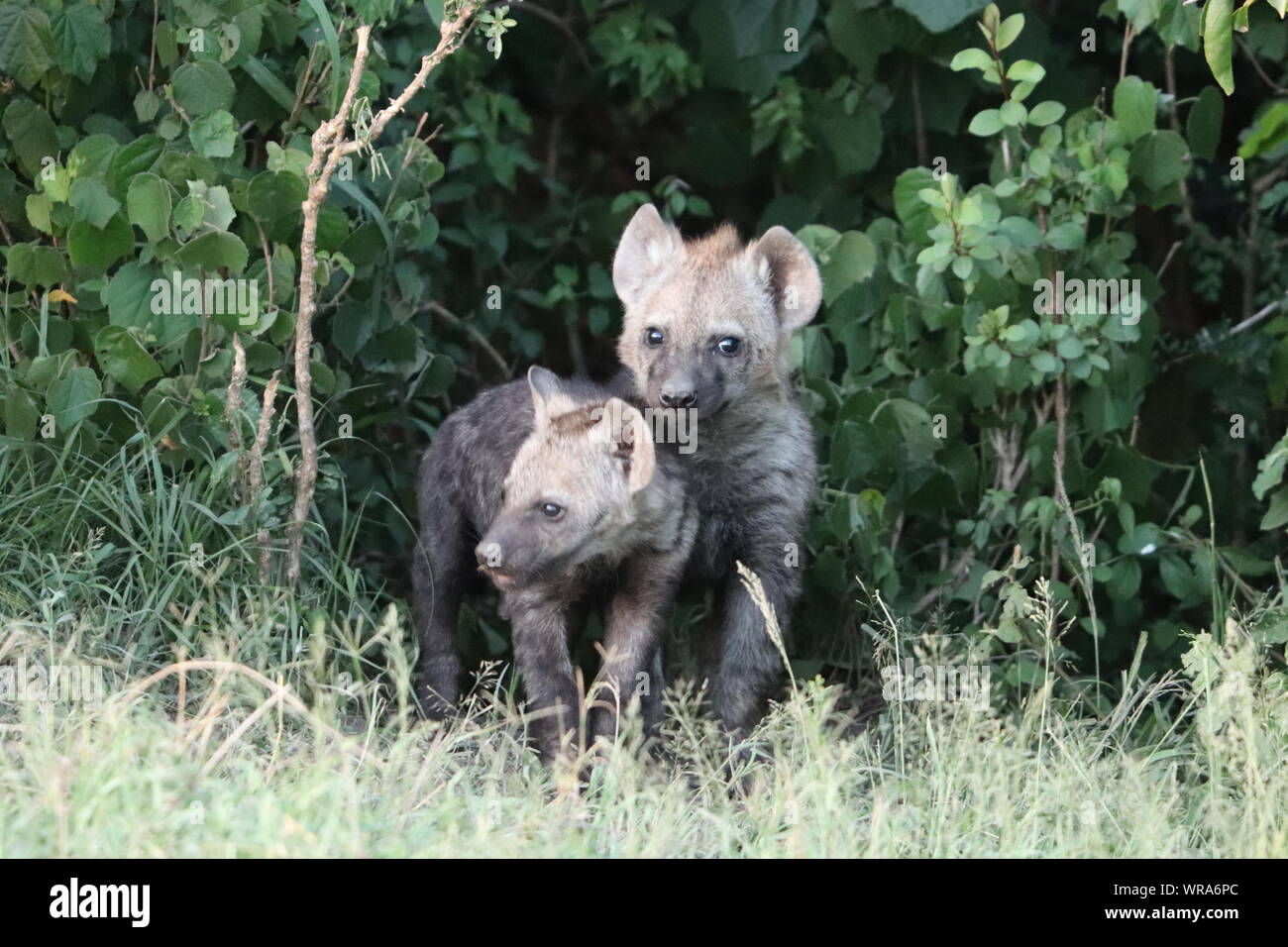 Spotted hyena cubs (crocuta crocuta) in boccole, il Masai Mara National Park, in Kenya. Foto Stock