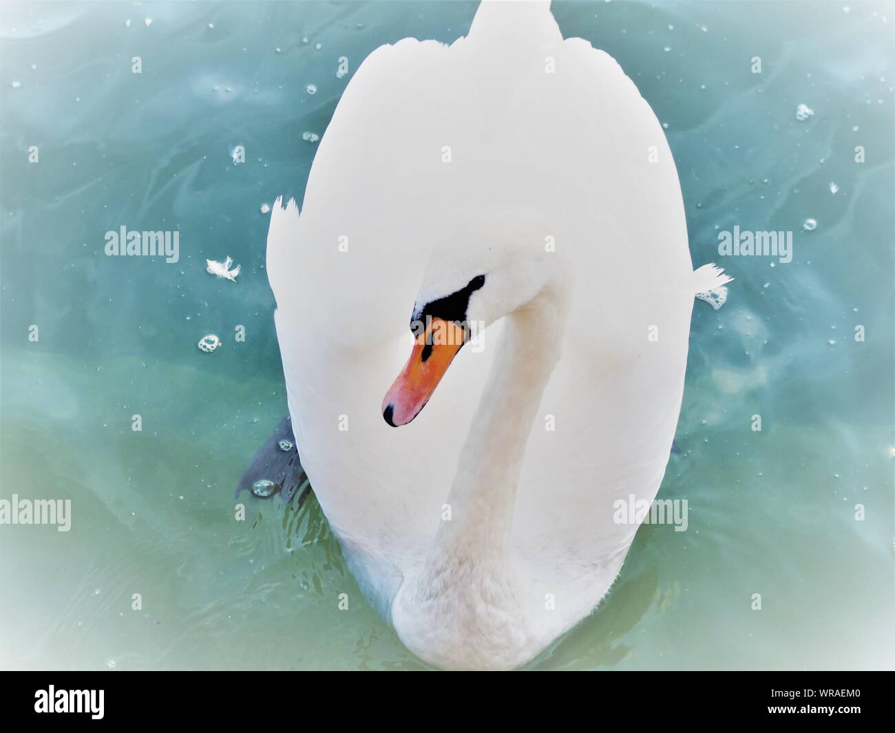 Cigno Bianco su un lucido lago d acqua Foto Stock