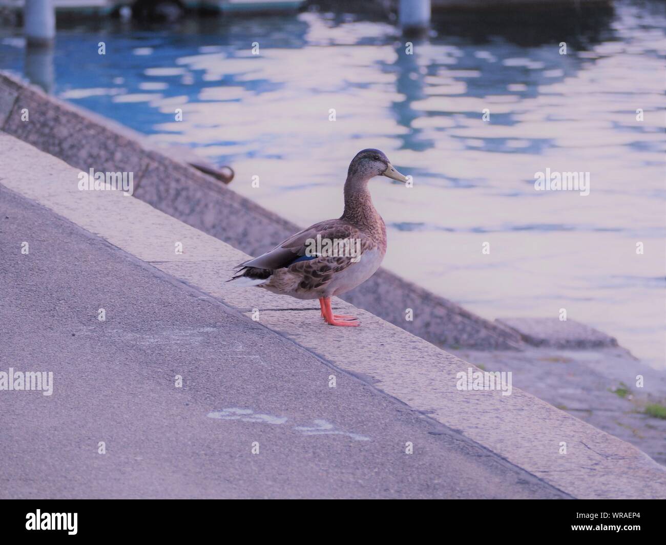 Giovani Duck circa per saltare nel lago Foto Stock