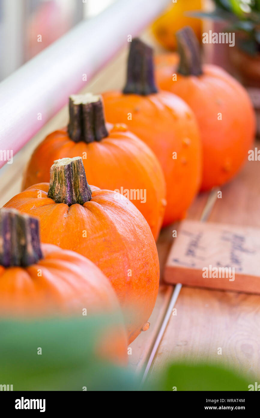 Arancio mandarino mature zucca, zucche squashstanding in una fila su un contatore di fattoria, vegetale harvest festival, verticale Foto Stock