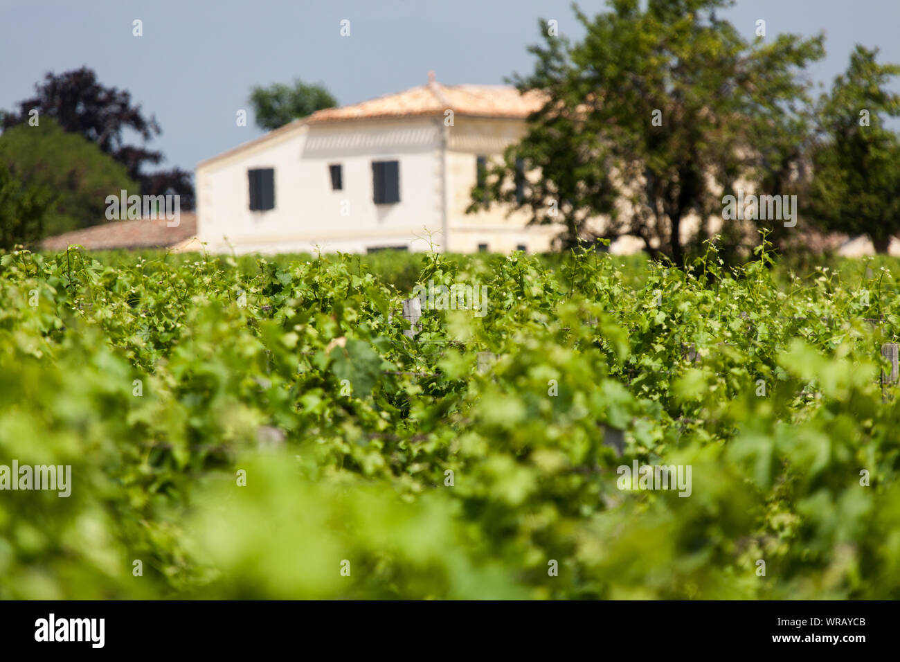 Città di Saint-Emilion, Francia. Vista pittoresca di un vigneto con Chateau Soutard Cadet in background. Foto Stock