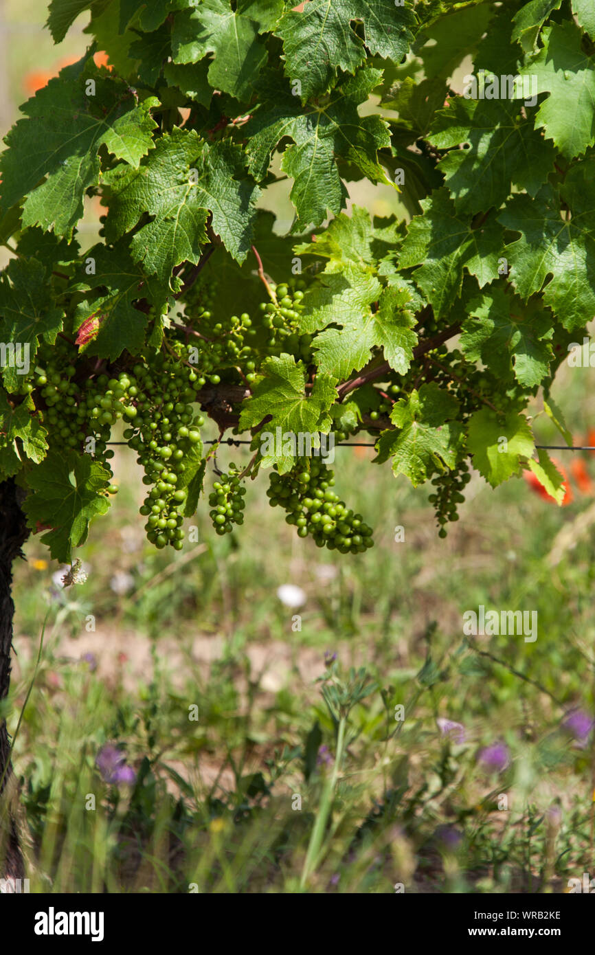 Regione Saint-Emilion, Francia. Una vista pittoresca del giovane uva che cresce in un vigneto entro la St Emilion regione della Francia. Foto Stock