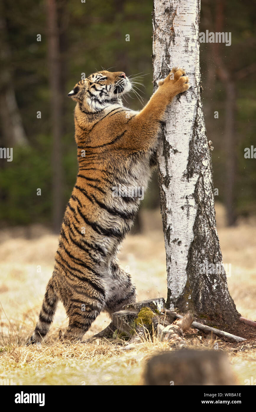 Tigre Siberiana è una Panthera tigris tigris popolazione nell'Estremo Oriente Russo e nel nord-est della Cina Foto Stock