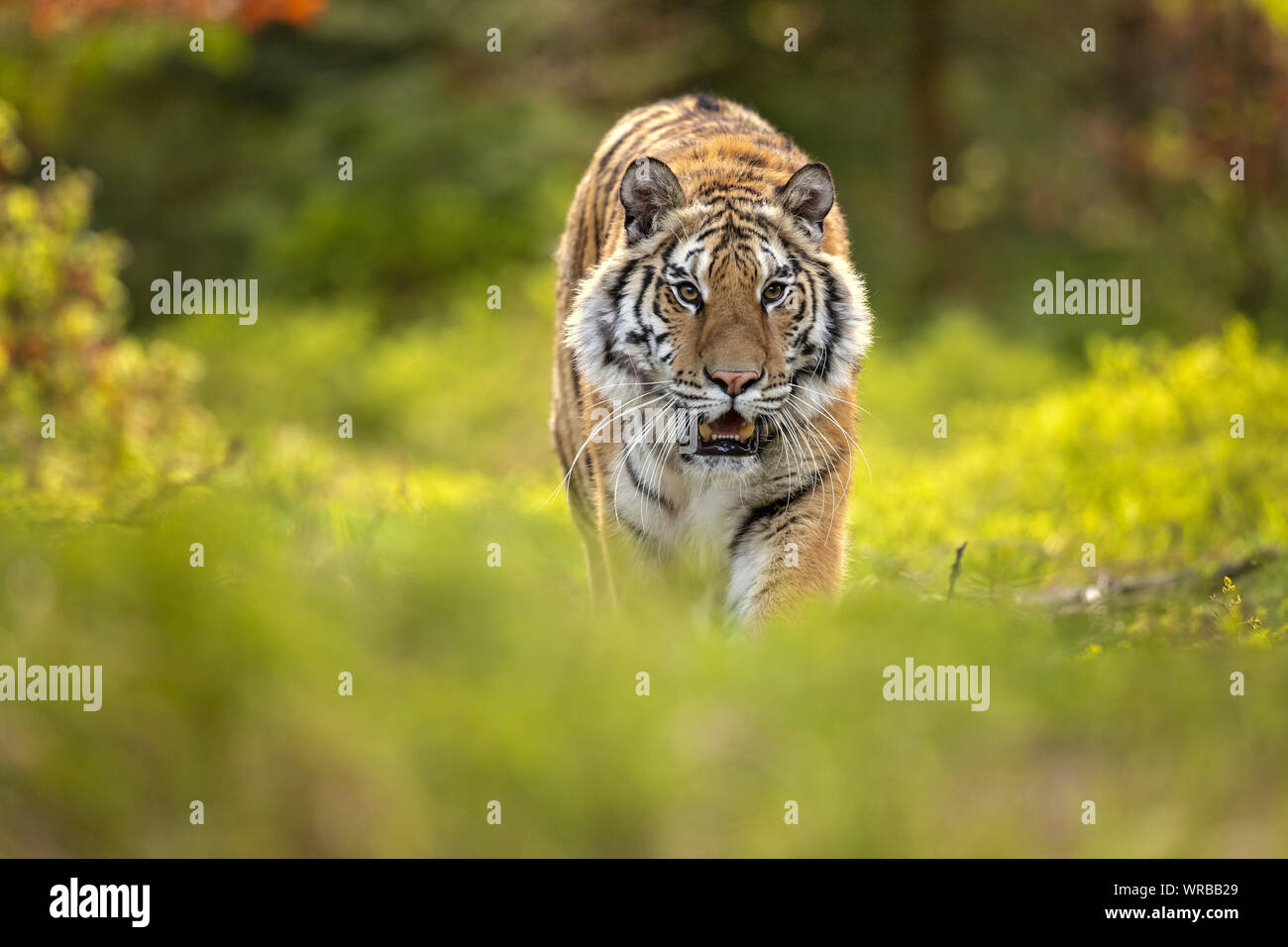 Tigre Siberiana è una Panthera tigris tigris popolazione nell'Estremo Oriente Russo e nel nord-est della Cina Foto Stock
