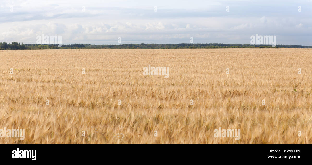 Panorama di un campo di segale con foresta sul lontano orizzonte Foto Stock
