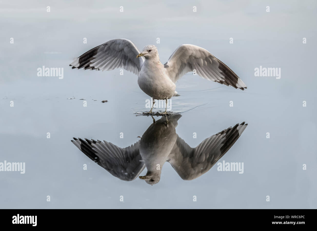 Gabbiano comune, Larus canus, volando da un lago congelato in inverno, refleted nel ghiaccio, in Scozia Foto Stock