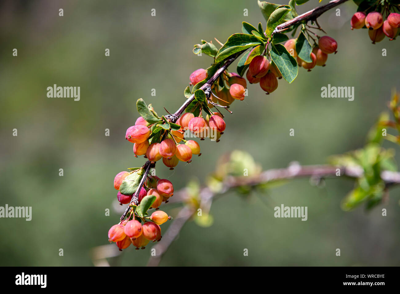 Rametto di Crespino con bacche e foglie di close-up su uno sfondo sfocato Foto Stock