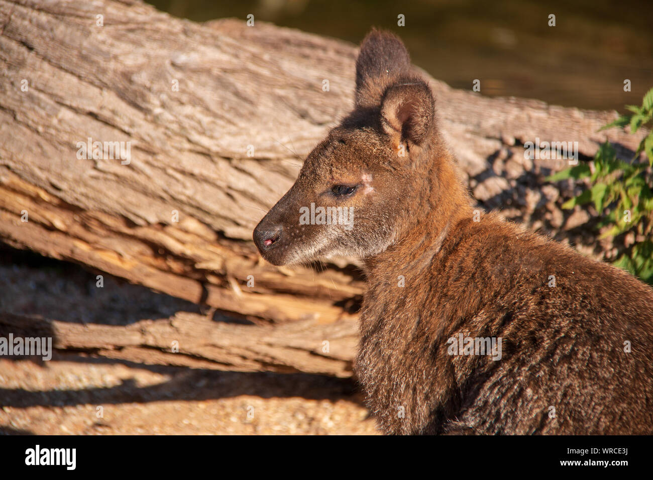 Close-up verticale di un simpatico il Bennett's wallaby (Macropus rufogriseus) Foto Stock