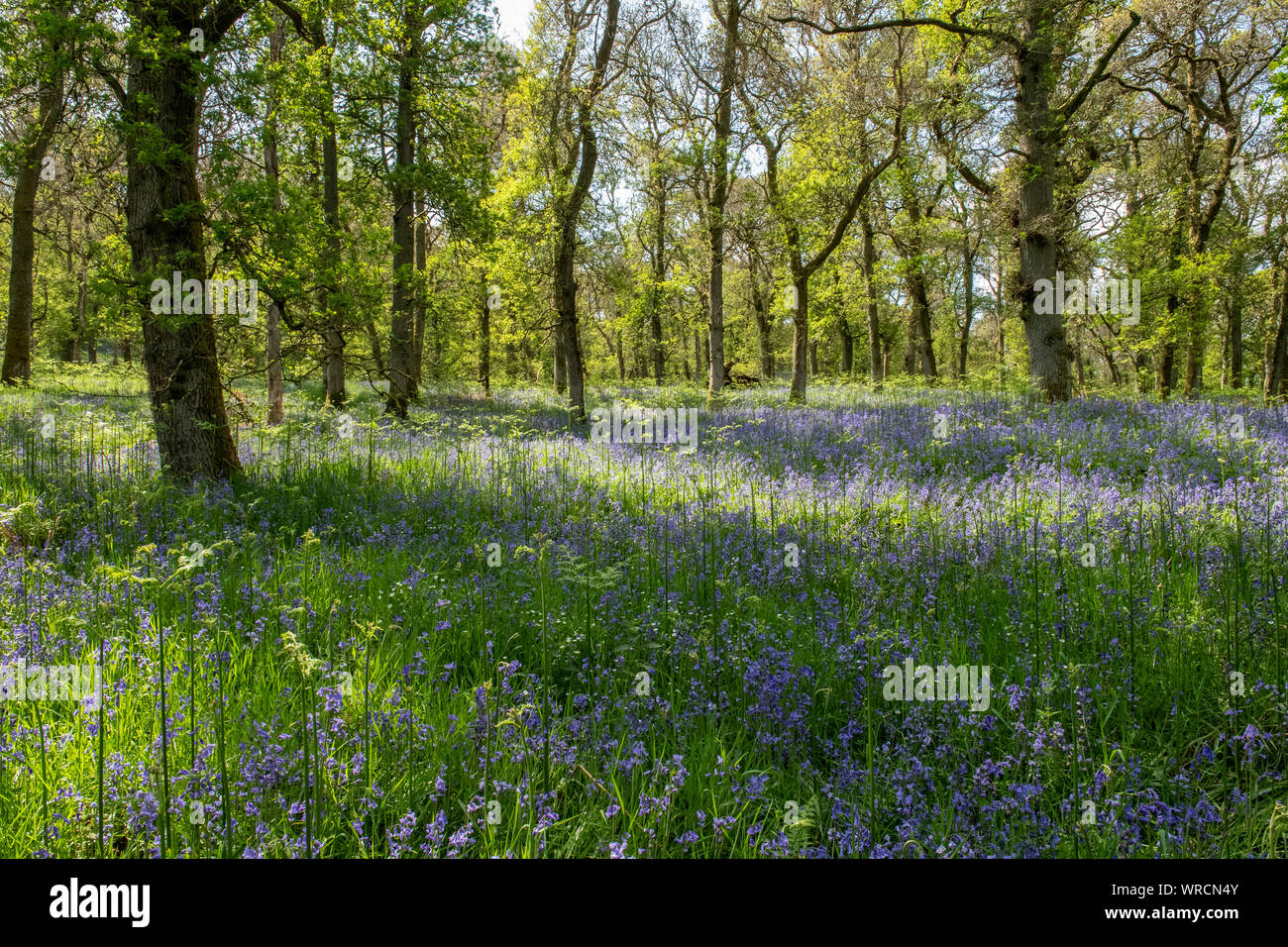 Bluebell, Hyacinthoides non scripta, legno paesaggio in Scozia in Primavera Foto Stock