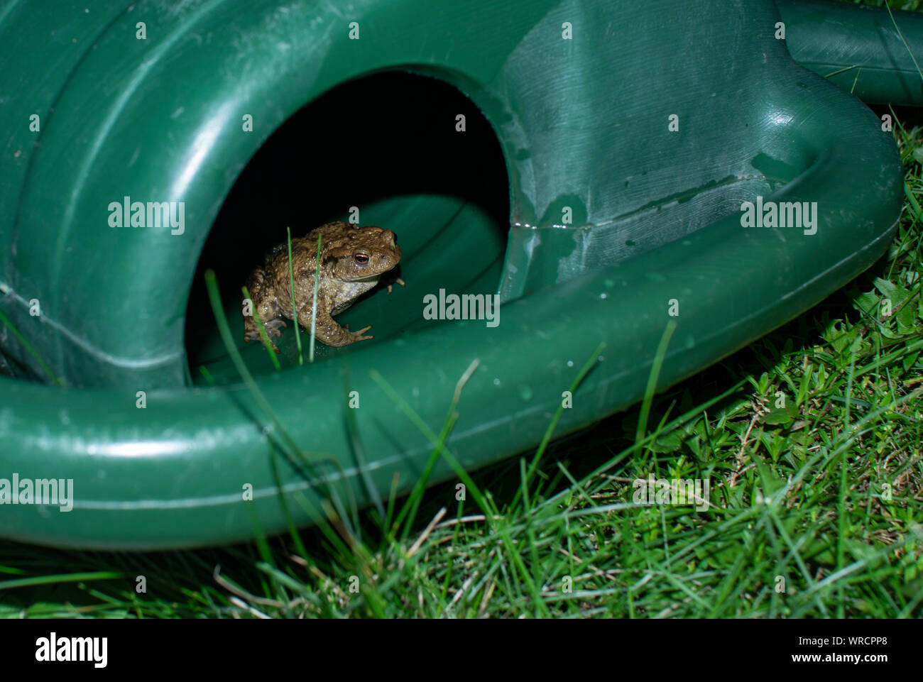 Piccolo rospo bruno nascosto nel verde di un annaffiatoio in plastica Foto Stock