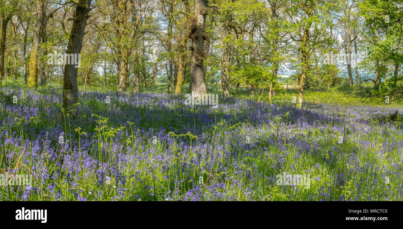 Bluebell, Hyacinthoides non scripta, legno paesaggio in Scozia in Primavera Foto Stock