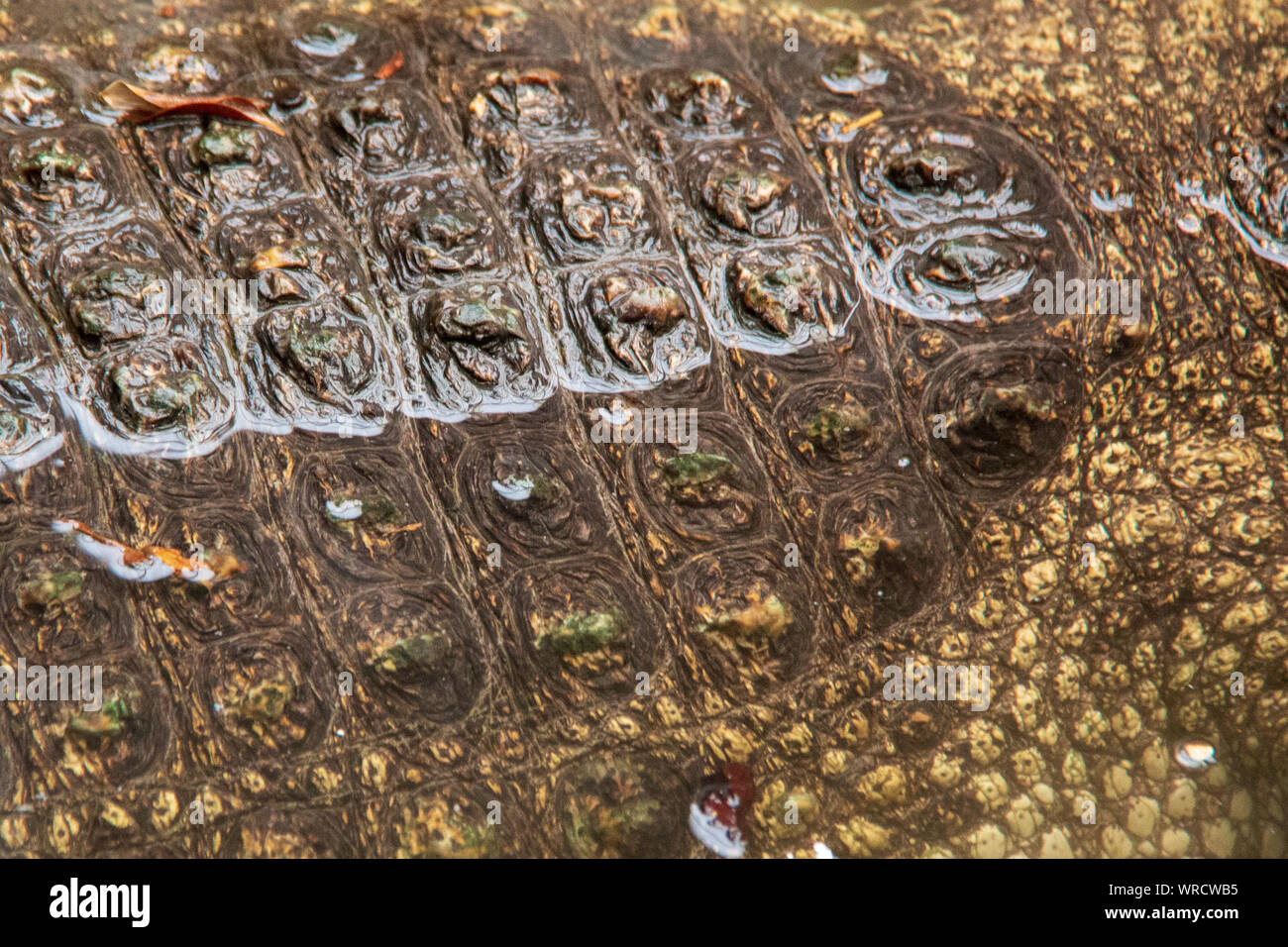 Vista ravvicinata del corpo e la texture della pelle di un caimano dagli occhiali (Caiman crocodilus) appoggiata in acqua Foto Stock