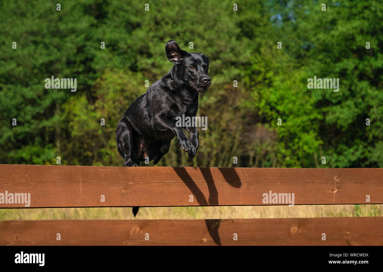 Il Labrador Retriever cane saltando la recinzione Foto Stock