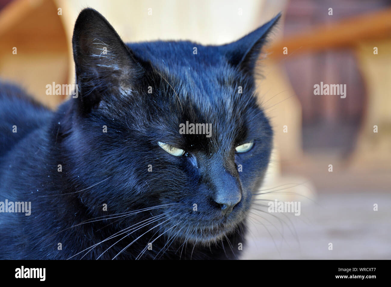Primo piano di un gatto nero con dettagli ritratti e sfondo sfocato Foto Stock