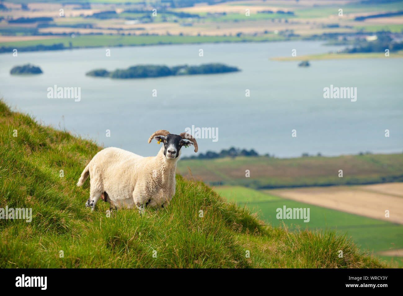Un curioso pascolo di ovini sui Vescovi Hill con il Loch Leven in background, Scozia Foto Stock