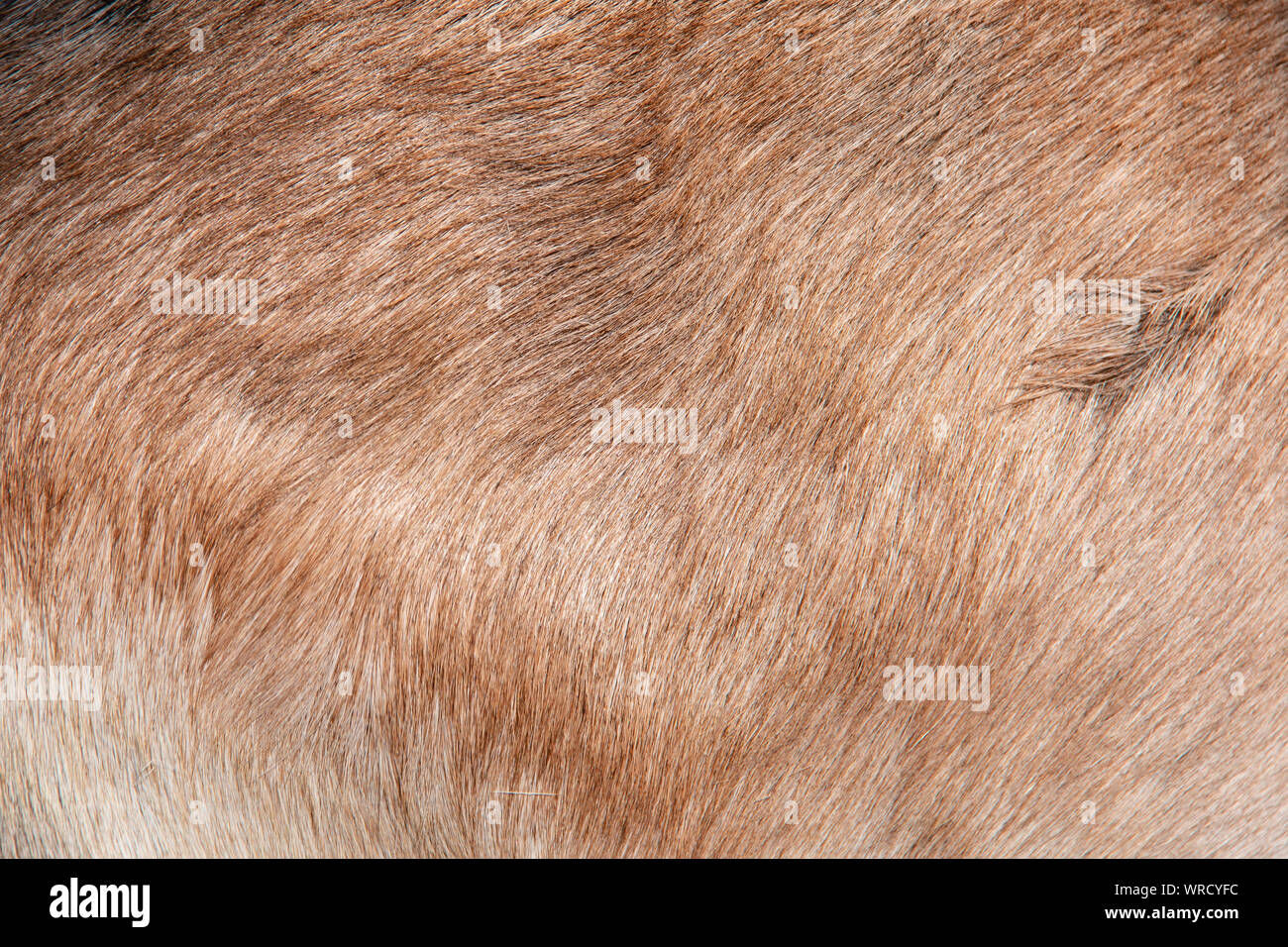 Vista ravvicinata della pelliccia marrone di una capra comune Foto Stock