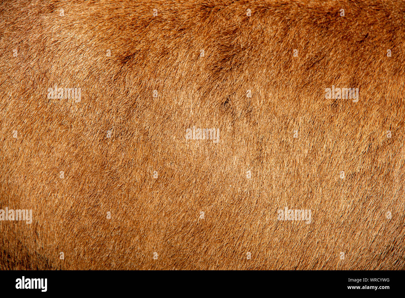 Vista ravvicinata della pelliccia marrone di una capra comune Foto Stock