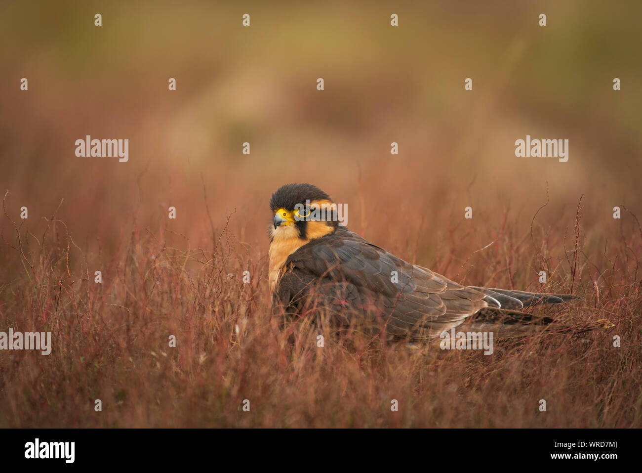 Aplomada falcon, Falco femoralis, captive in scrub a secco Foto Stock