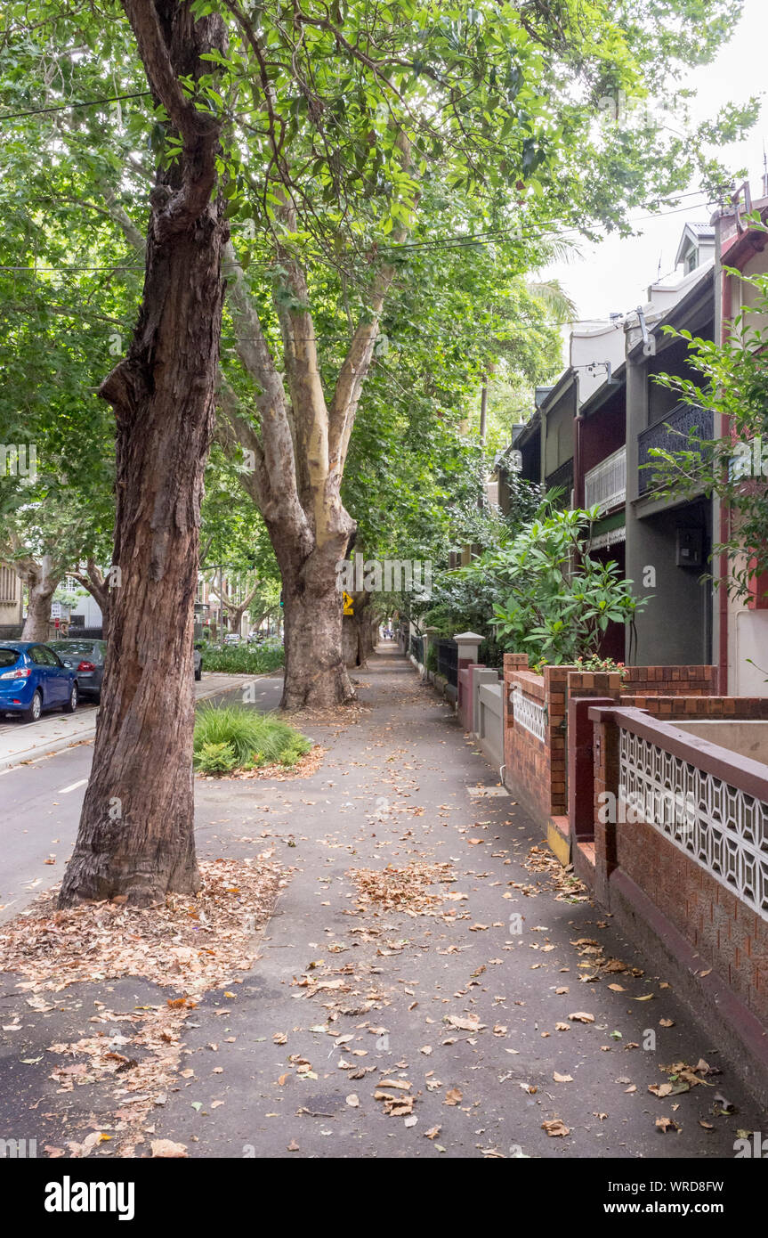 La frondosa Bourke Street a Surry Hills, una città interna, sobborgo a est di Sydney nel New South Wales, Australia Foto Stock