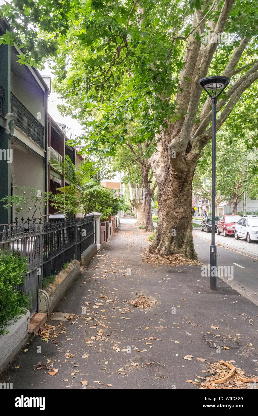 La frondosa Bourke Street a Surry Hills, una città interna, sobborgo a est di Sydney nel New South Wales, Australia Foto Stock