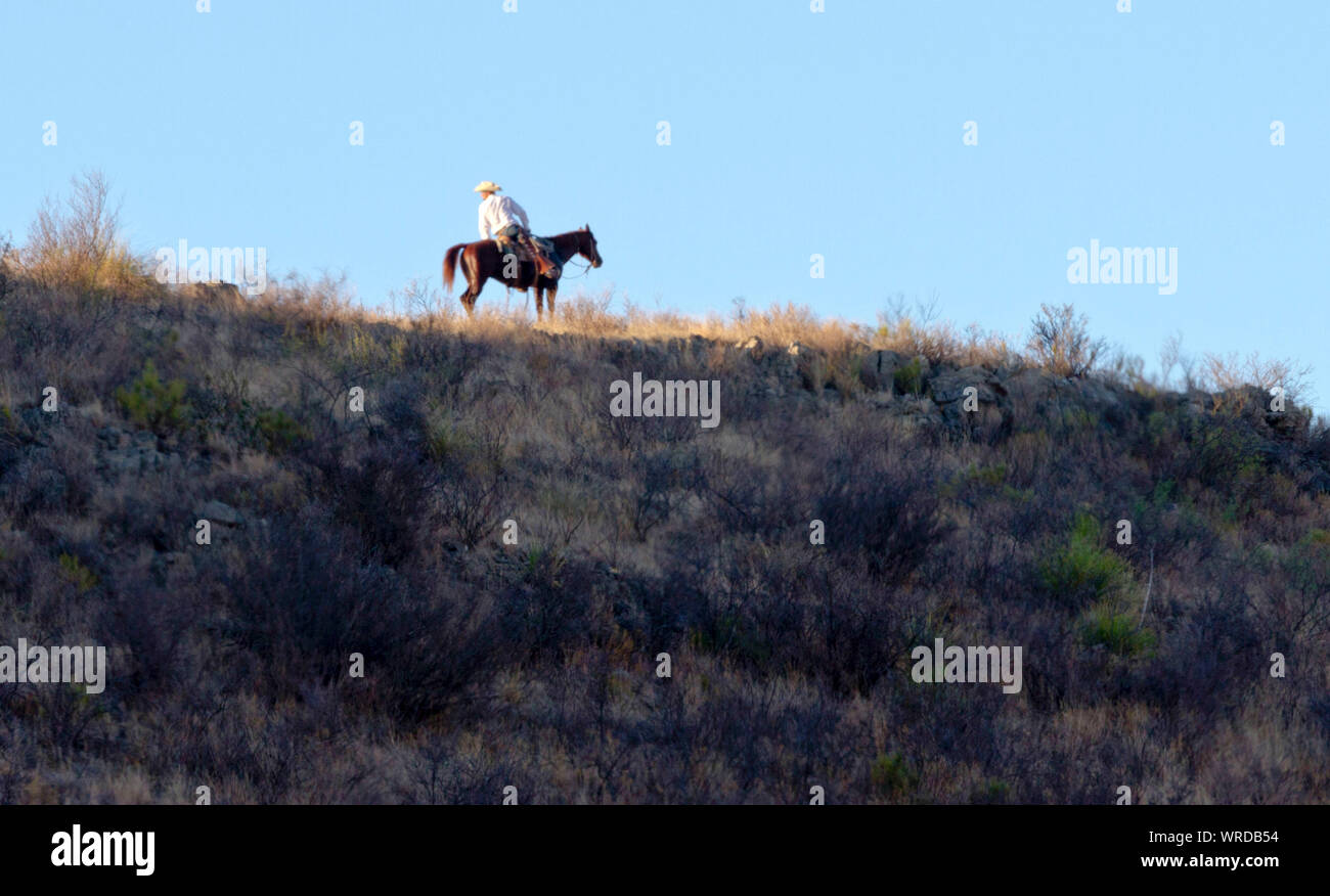 Cowboy sulla cima di una collina su un West Texas ranch controllo per bovini vaganti durante un roundup. Foto Stock