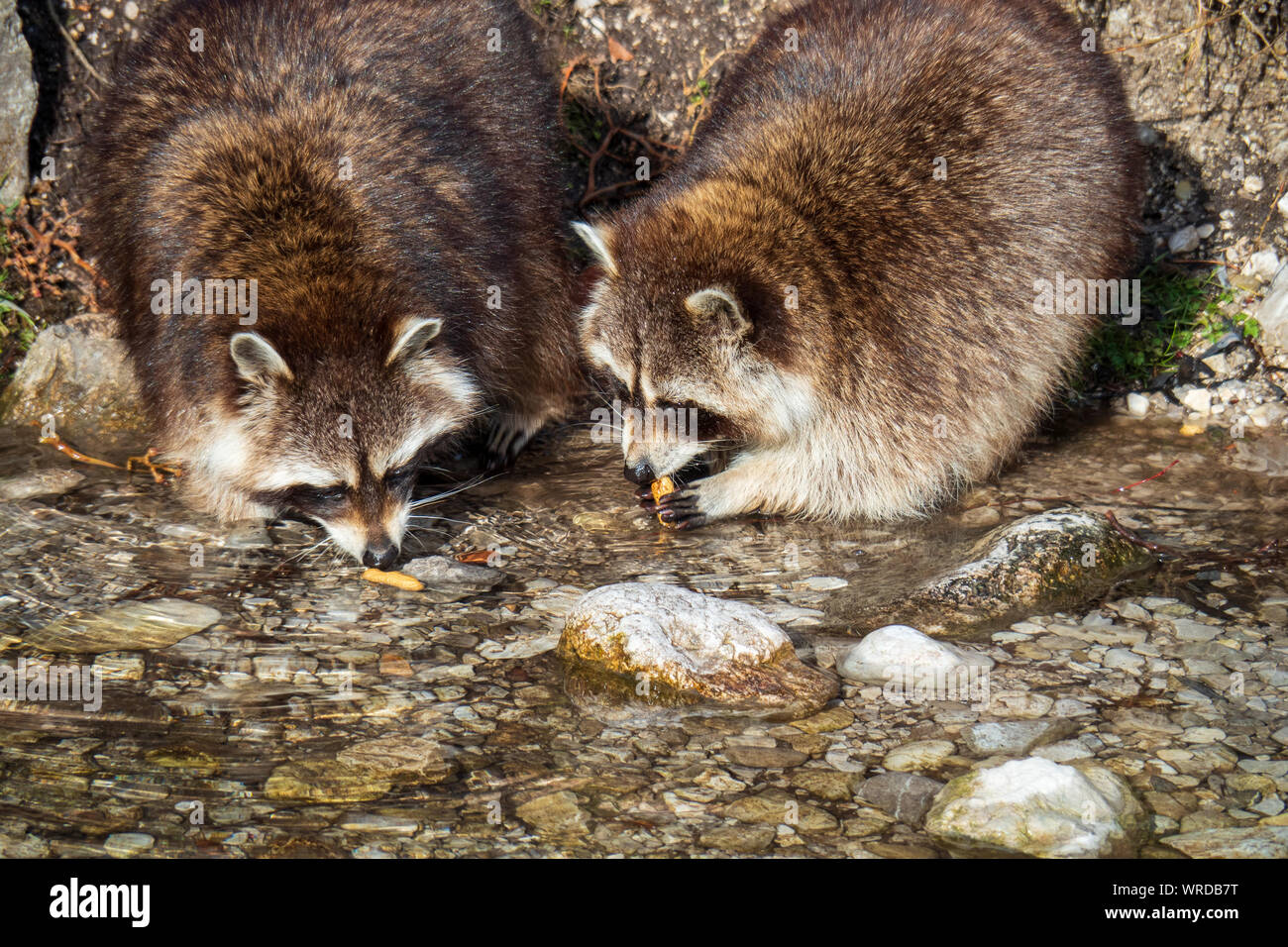 Due procioni con belle maschere facciali seduti a bordo dell'acqua e mangiare insieme Foto Stock