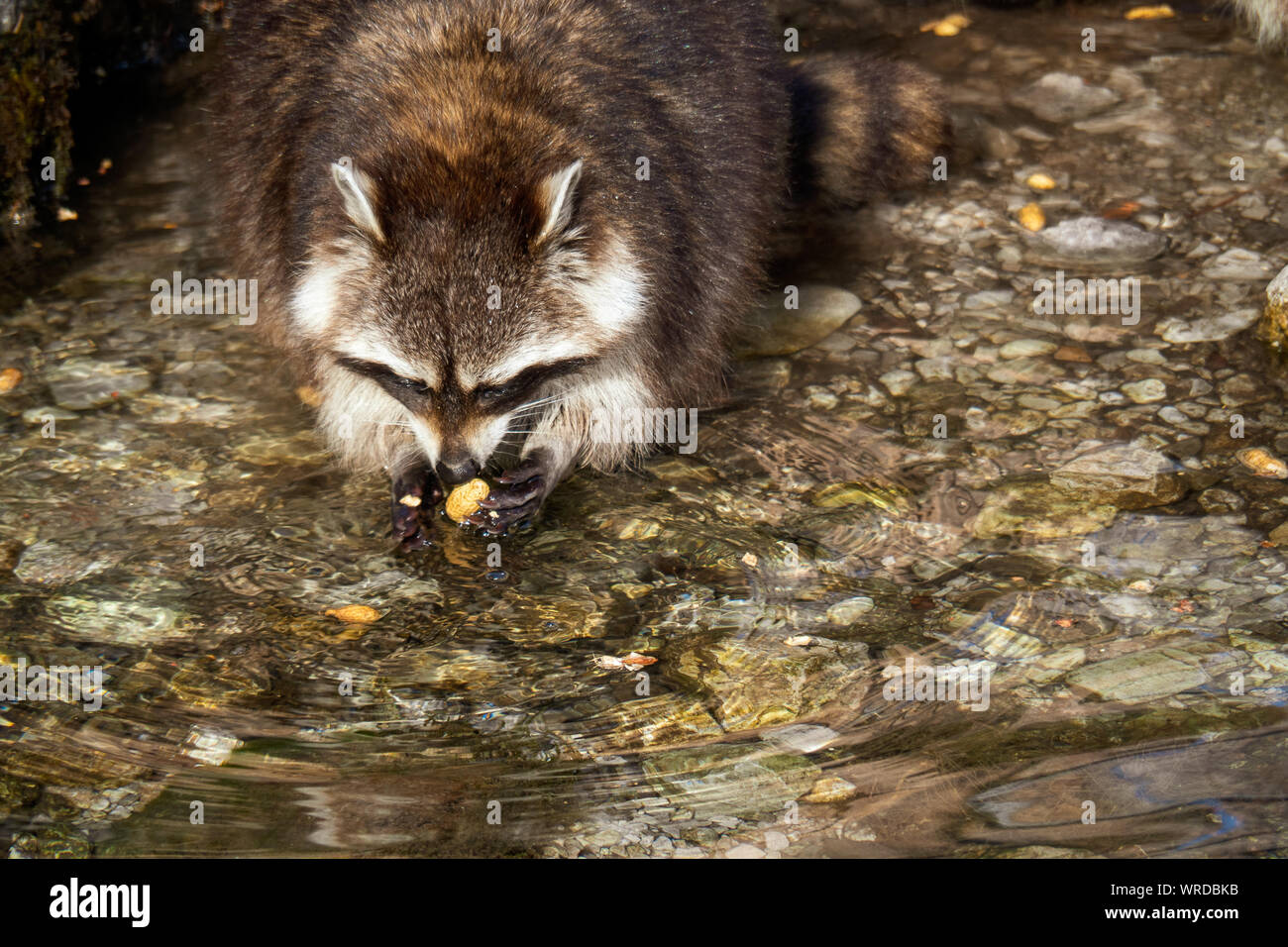 Raccoon con bella maschera facciale seduti a bordo dell'acqua e godendo il trovato cibo Foto Stock